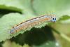 Malacosoma neustria